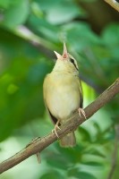 Worm-eating Warbler (Helmitheros vermivora)